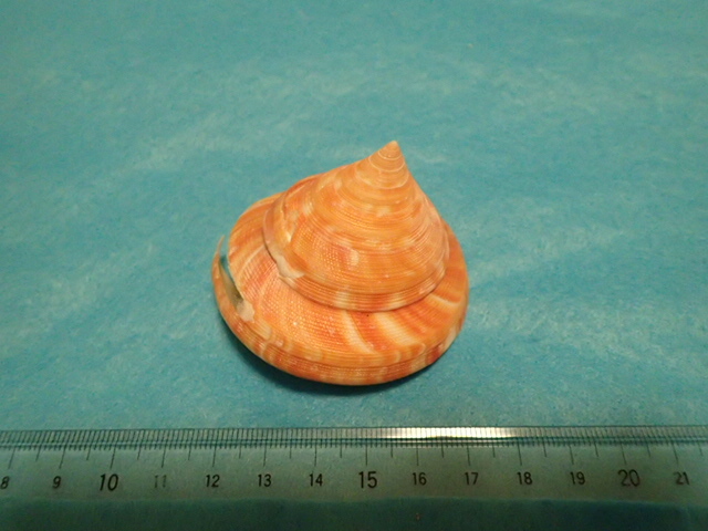 貝の標本・貝殻：ナンバンオキナエビス 濃色（オキナエビスガイ類）_画像5