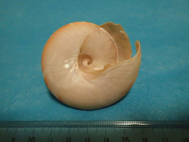 貝の標本・貝殻：ナンバンオキナエビス 濃色（オキナエビスガイ類）_画像7