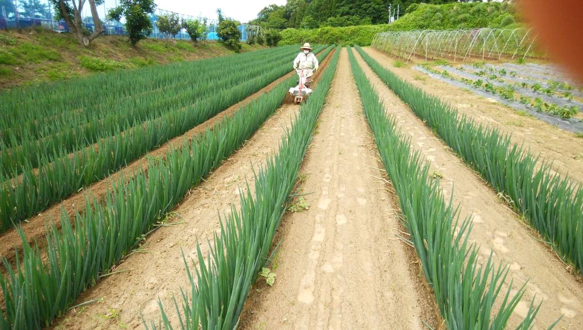 ５ｋｇ■送料無料■土ネギ　葉っぱ迄おいしい♪お鍋にも最適♪泥ネギ　土付きネギ　長ネギ　葱　ねぎ_画像2