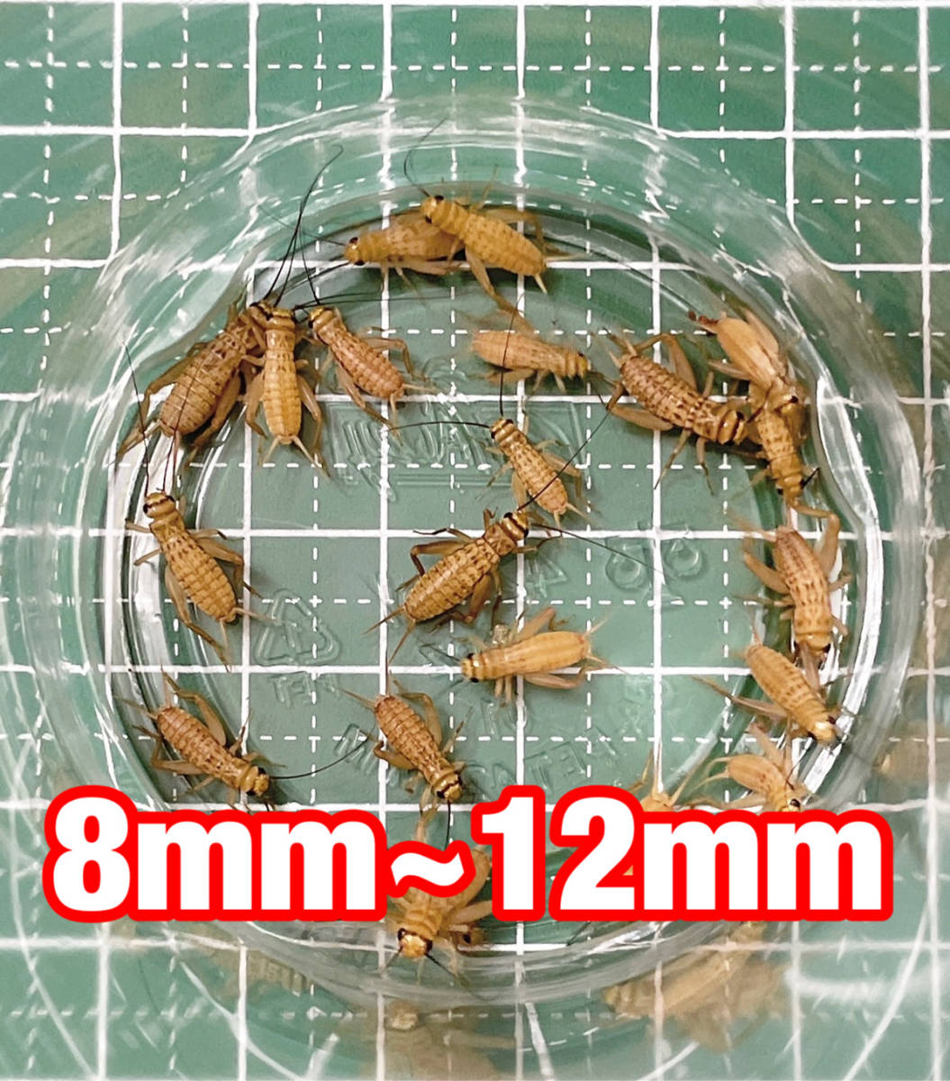 ヨーロッパイエコオロギ　Sサイズ(8mm～12mm) 200匹＋リピーター様限定増量20％＋死着[保証]10％＆死着[補償]あり　送料無料　②_画像1