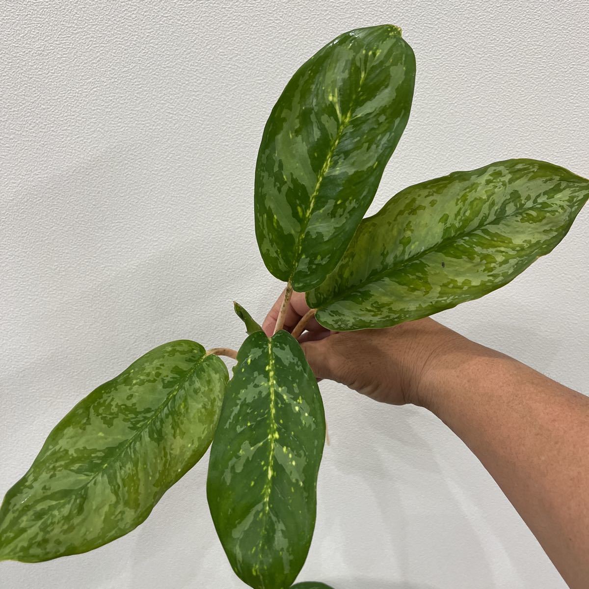 珍種！1円スタート！売り切り！アグラオネマ ピンクステム・Aglaonema sp pink stem 写真現品_画像4