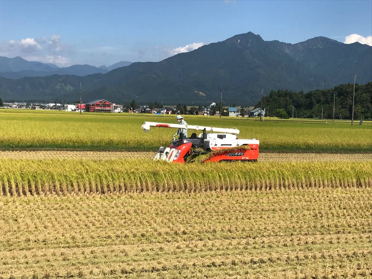 令和５年新米☆魚沼産コシヒカリ☆玄米30kg☆新潟県認証特別栽培米(農薬・化学肥料５割減栽培)☆食味特Ａ☆農家直送☆_稲刈り