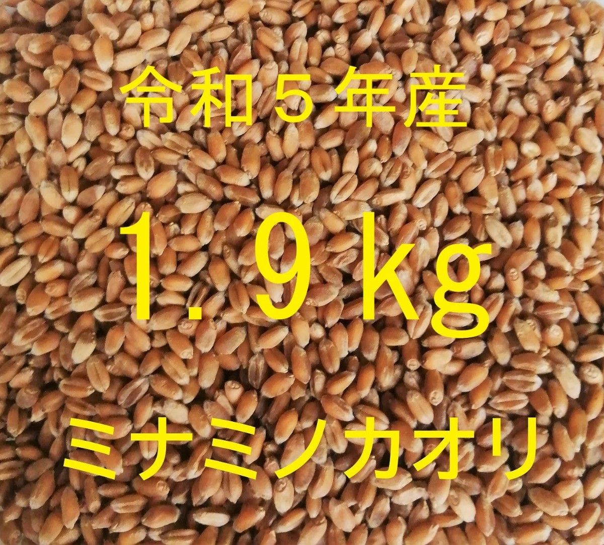 ミナミノカオリ (粒 丸麦 玄麦) 1.9kg 農薬不使用 常温乾燥 パン用小麦 令和5年産 新麦【送料込み】