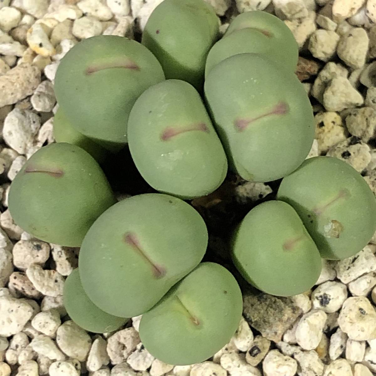 小姓　pageae　　 コノフィツム 　Conophytum 　多肉植物_画像3