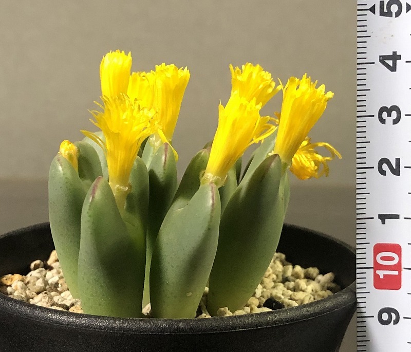 ビロバム(ドロミティカム)　bilobum dolomiticum　　 コノフィツム 　Conophytum 　多肉植物_画像4