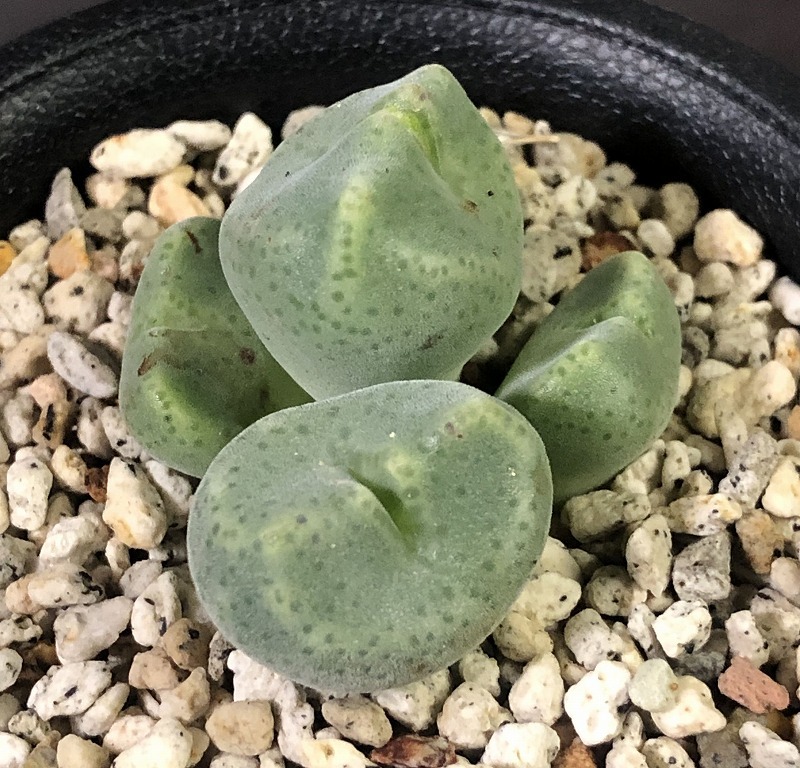 セレベルム　PVB1004 ernstii ssp.cerebellum　　 コノフィツム 　Conophytum 　多肉植物_画像1