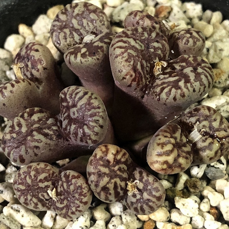 ネオハリー(ウインドホエック)　neohallii windhoek form springbok　　 コノフィツム 　Conophytum 　多肉植物_画像3