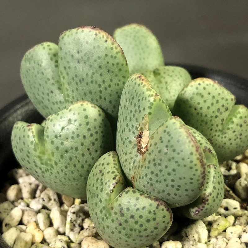 エルニアナム　Rooiberg form taylorianum ssp.ernianum SH900　　 コノフィツム 　Conophytum 　多肉植物_画像3