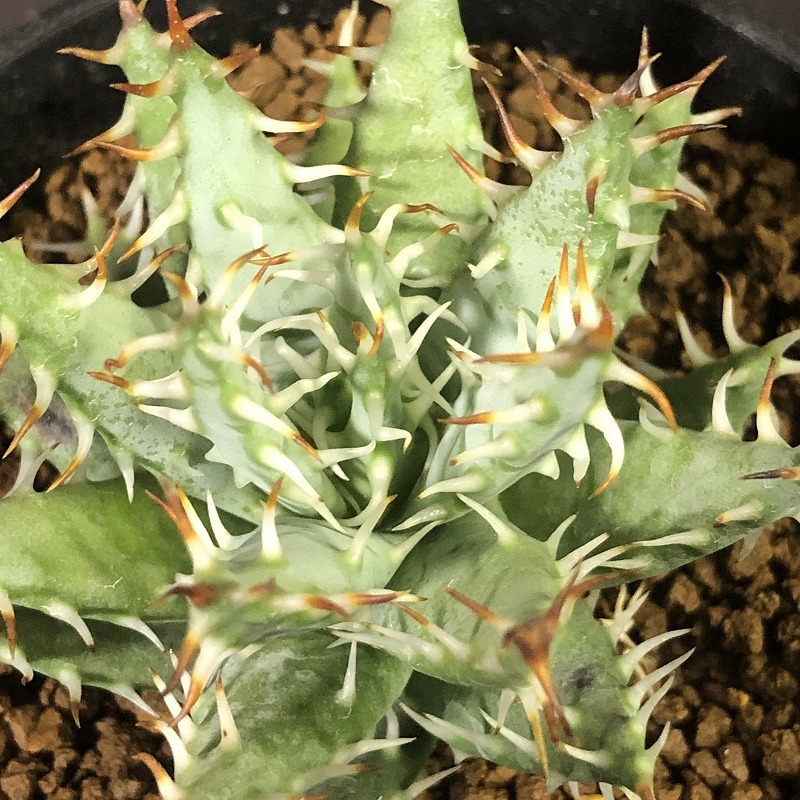 エリナケア　Aloe erinacea　　アロエ　多肉植物_画像3