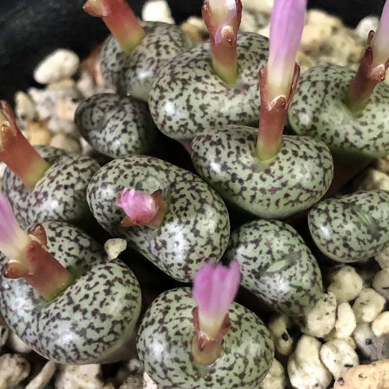 スタイネリ　obcordellum ”stayneri”　　 コノフィツム 　Conophytum 　多肉植物_画像3