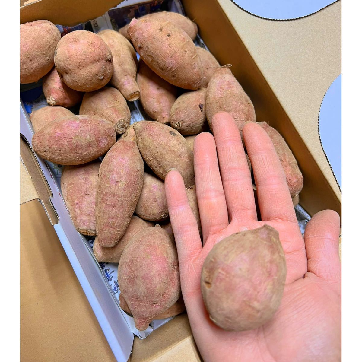 【正真正銘】　種子島安納地区の安納芋　農家直送　プチサイズ　1.1kg_画像2