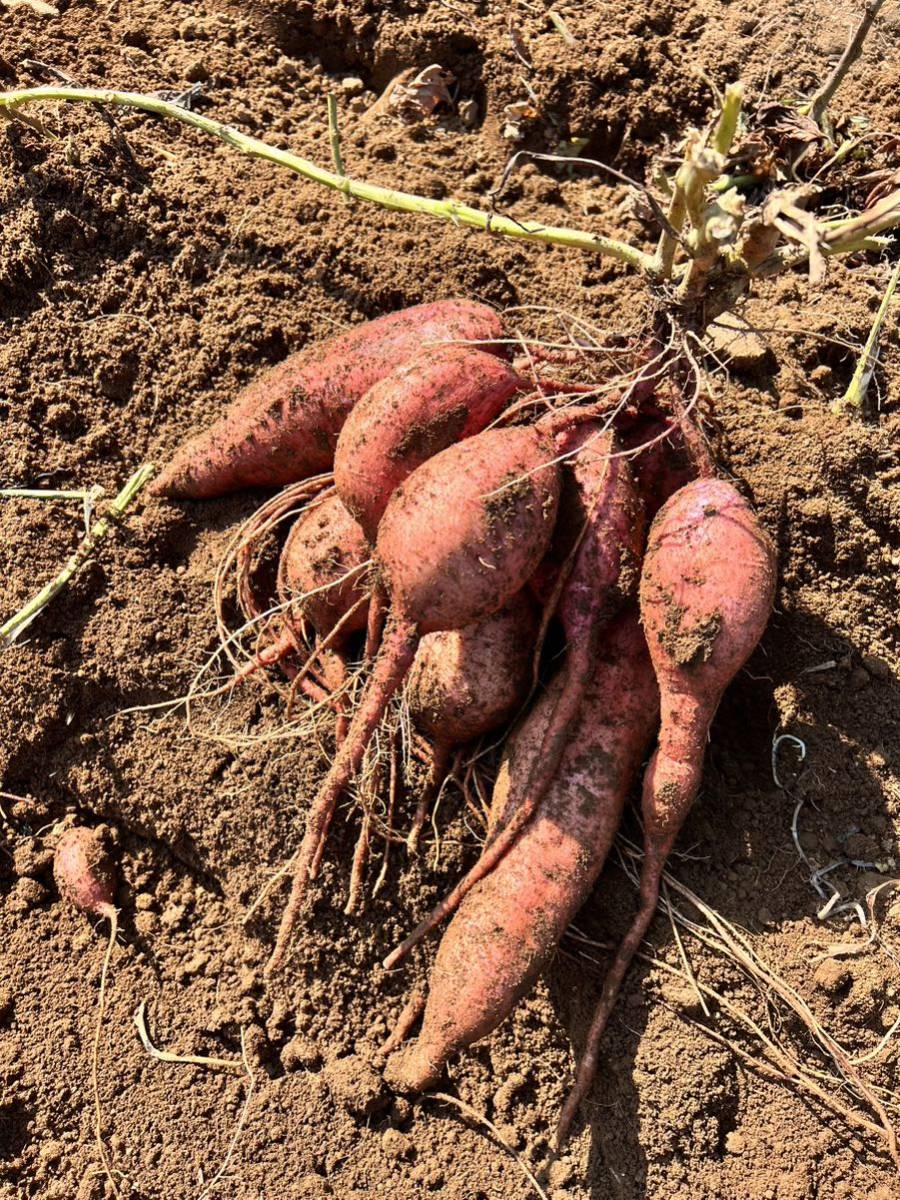 【正真正銘】　種子島安納地区の安納芋　農家直送　プチサイズ　2kg_画像3