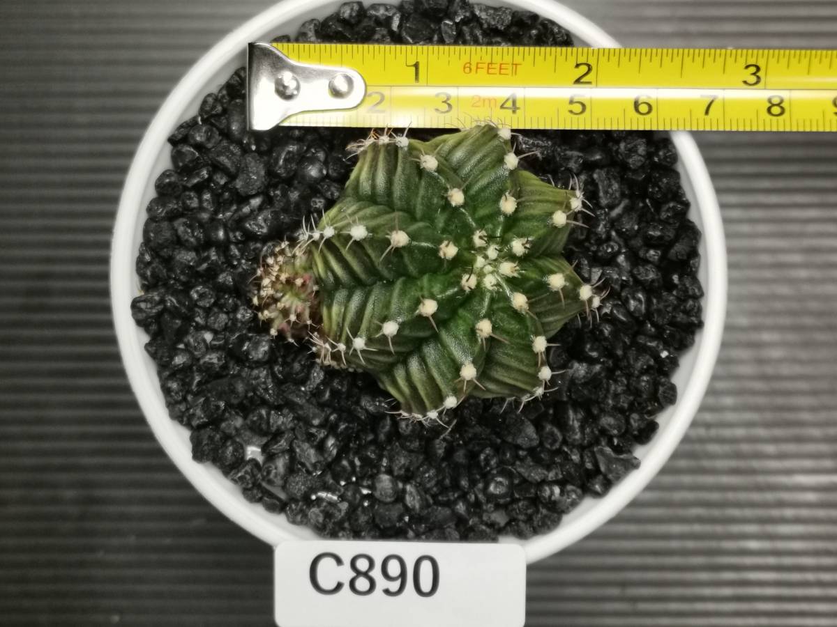 C890 同梱可 ギムノカリキウム Gymnocalycium LBHB ハイブリッド 実生 多肉植物 サボテン_画像2