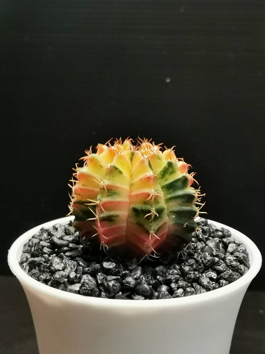 C870 同梱可 ギムノカリキウム Gymnocalycium LBHB ハイブリッド 実生 多肉植物 サボテン_画像4