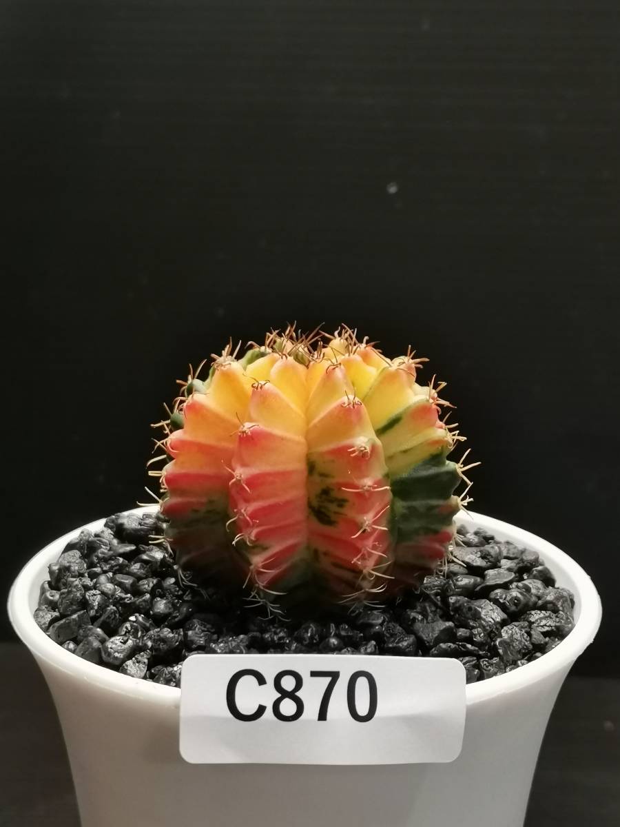 C870 同梱可 ギムノカリキウム Gymnocalycium LBHB ハイブリッド 実生 多肉植物 サボテン_画像3