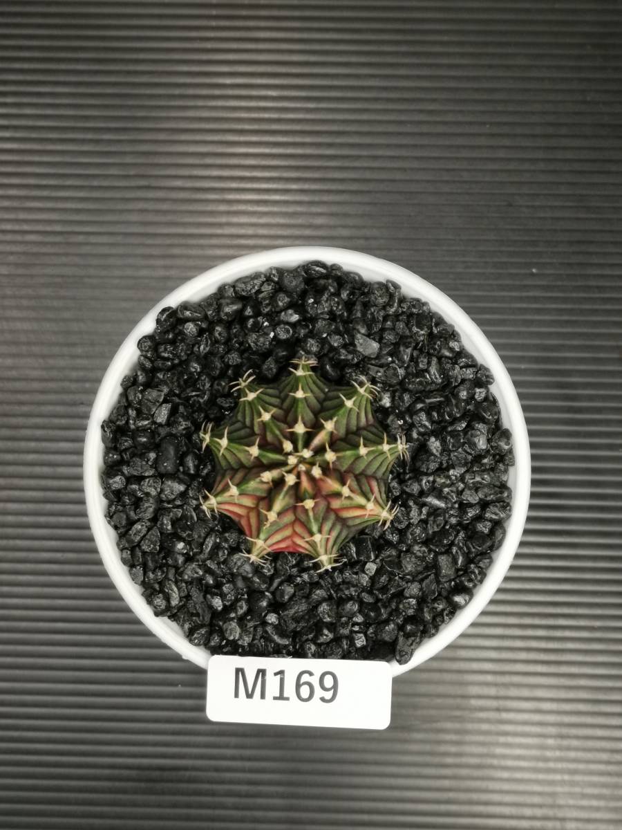 M169 同梱可 ギムノカリキウム Gymnocalycium LBHB ハイブリッド 実生 多肉植物 サボテン_画像1