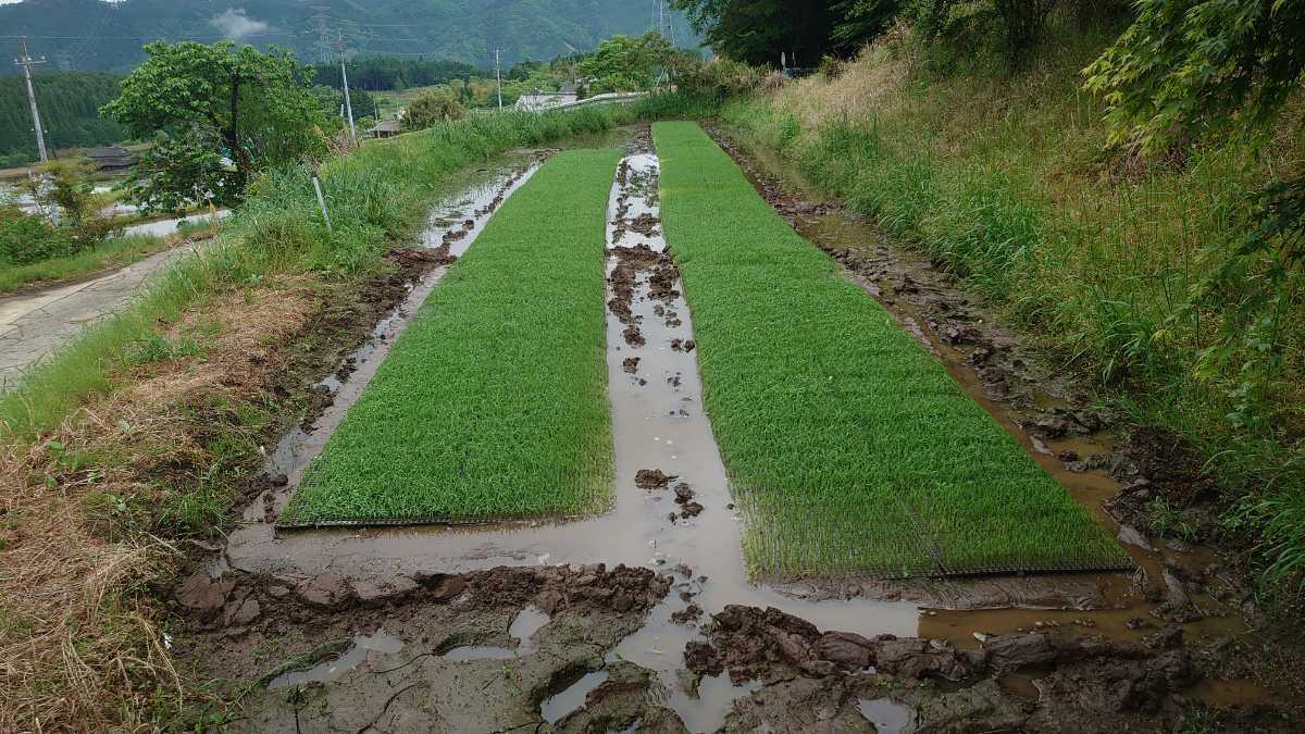 #農家直送#令和5年大分県産新米ひとめぼれ白米10キロ_画像4