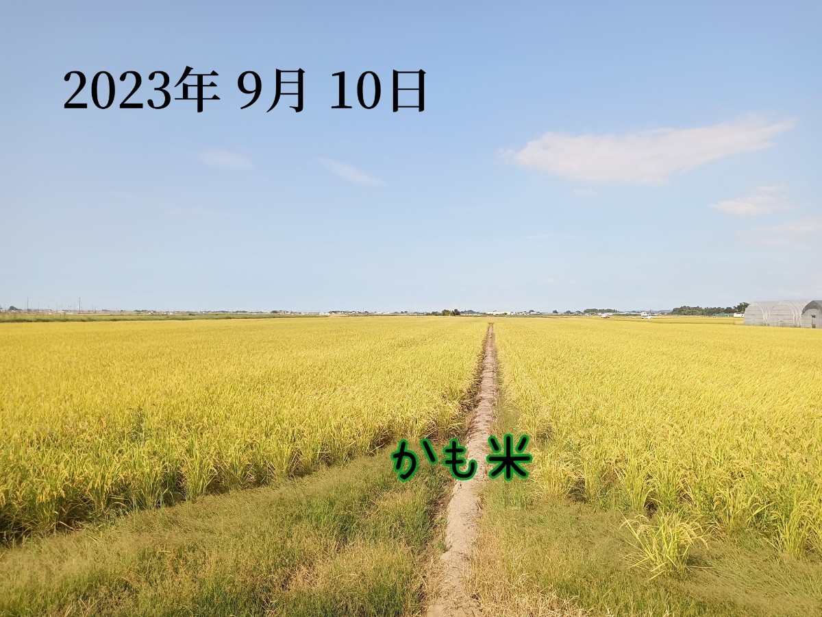 無農薬米新潟県産コシヒカリ5k_画像8