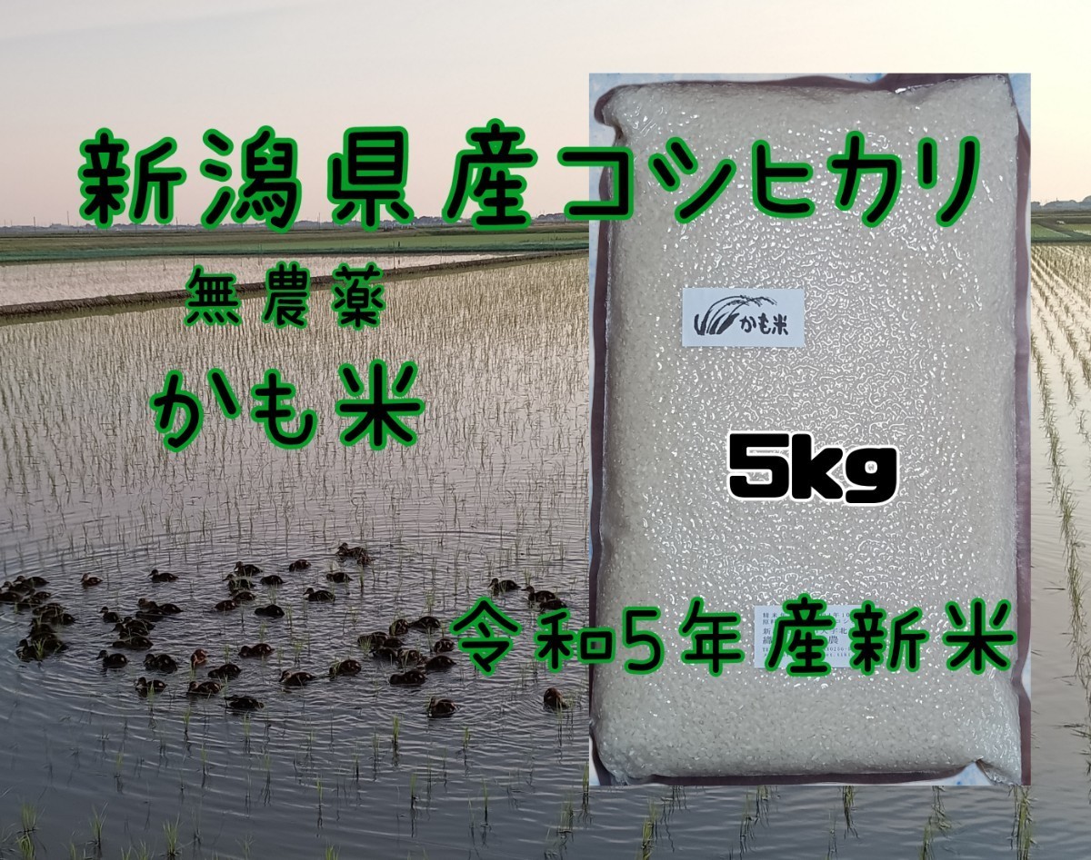 無農薬米新潟県産コシヒカリ5kg_画像1