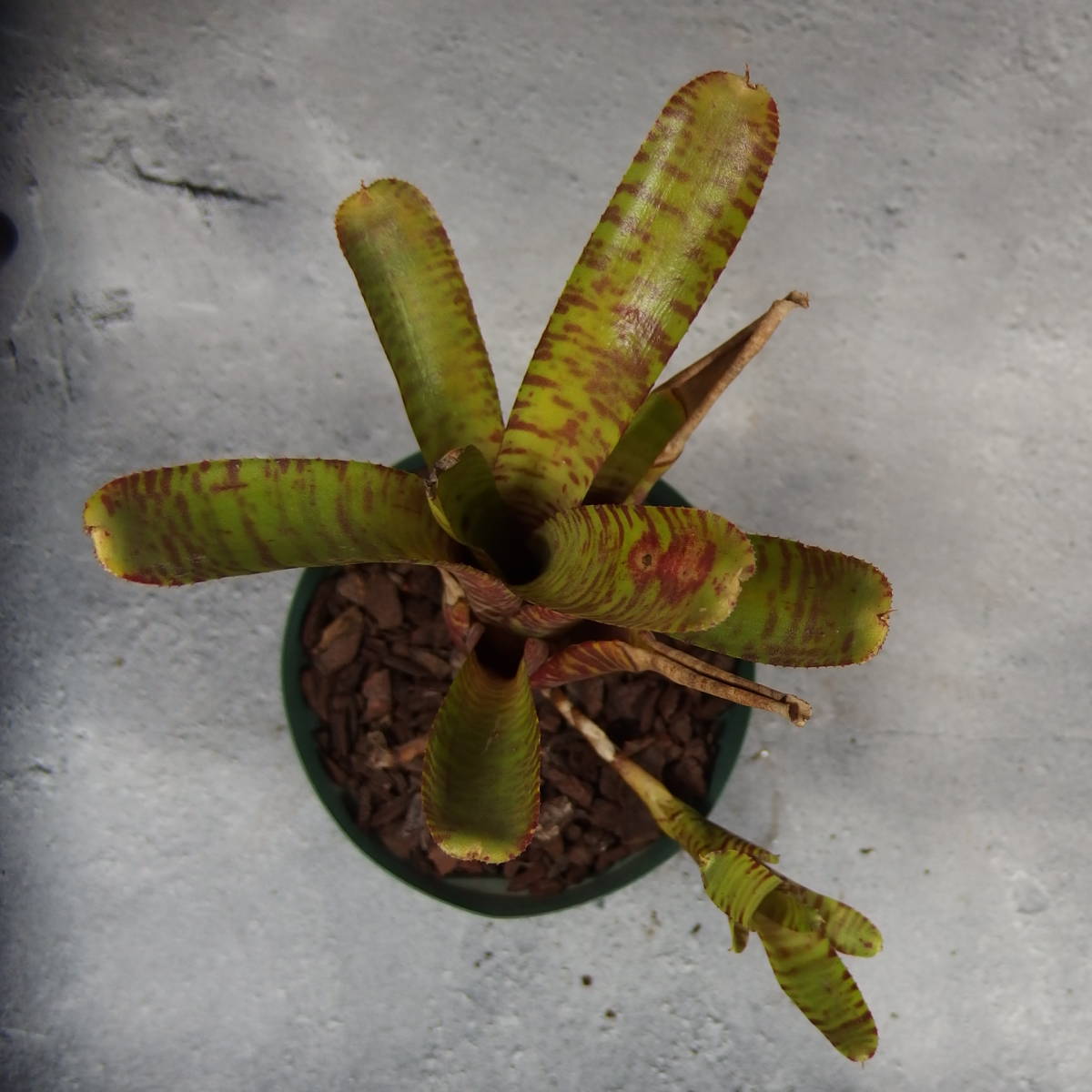 [..]Neoregelia sp./ Neo rege rear /2..