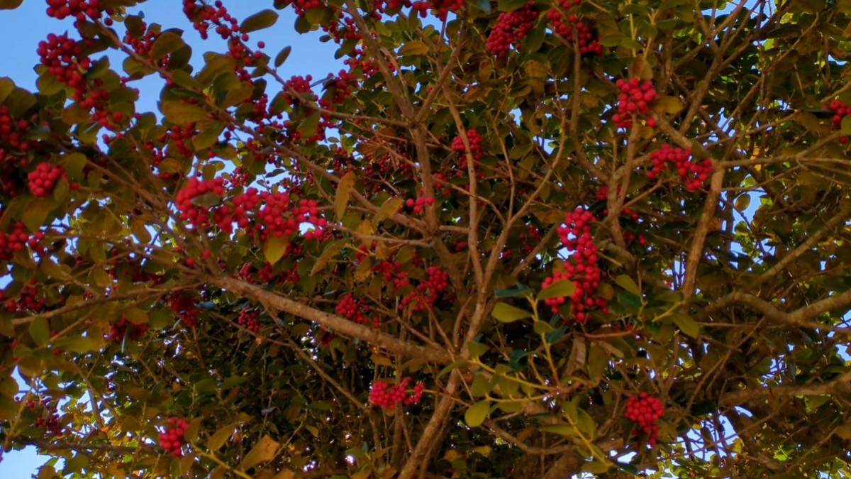 西洋柊　ヒイラギ「クリスマスホーリー」沢山の赤い実が付いています　生木　切り枝　フレッシュ_画像4
