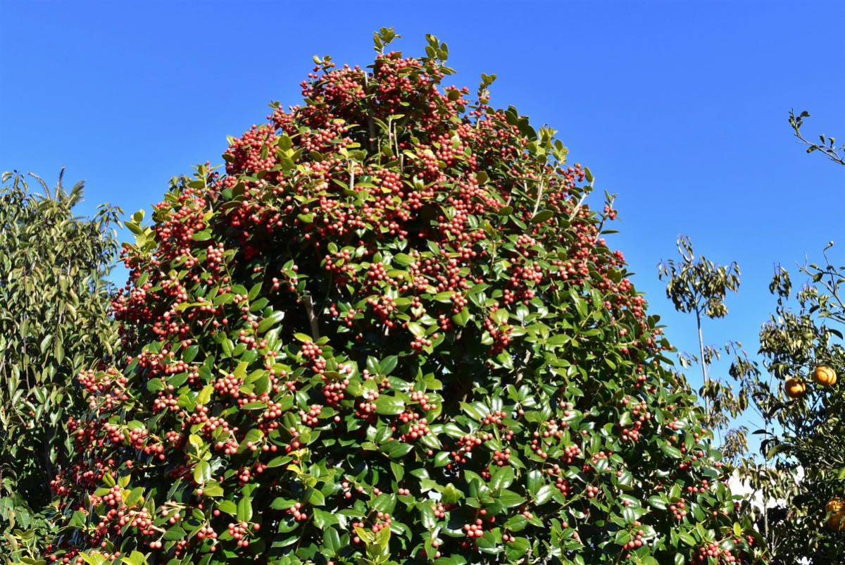 西洋柊　ヒイラギ「クリスマスホーリー」沢山の赤い実が付いています　生木　切り枝　フレッシュ_画像2