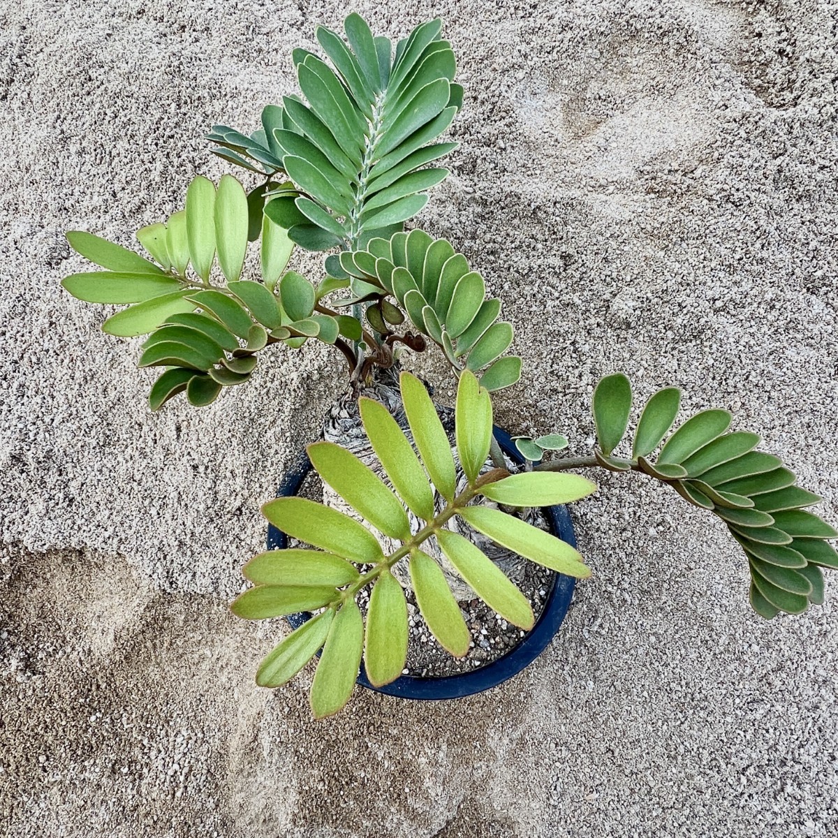 A1-15 観葉植物 ザミア（メキシコソテツ）蘇鉄 巨大 大きい 3頭極上株_画像6