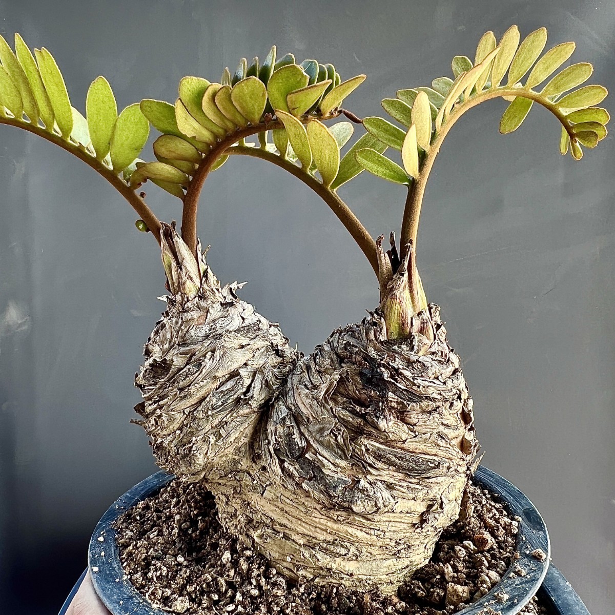 Yahoo!オークション - A8-21 観葉植物 ザミア(メキシコソテツ Yahoo!オークション - A8-21 観葉植物 ザミア(メキシコソテツ