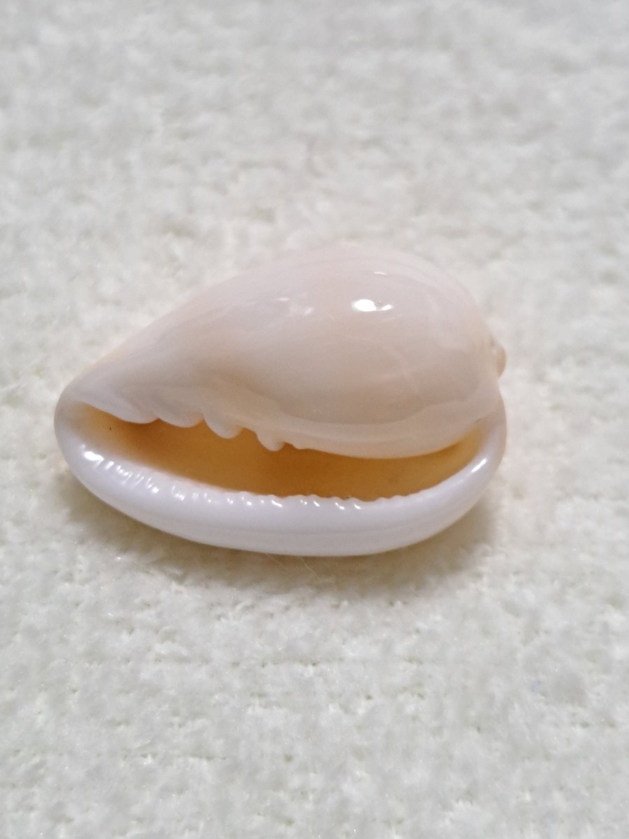 《貝殻》アサモヤヘリトリガイ　貝殻標本_画像4