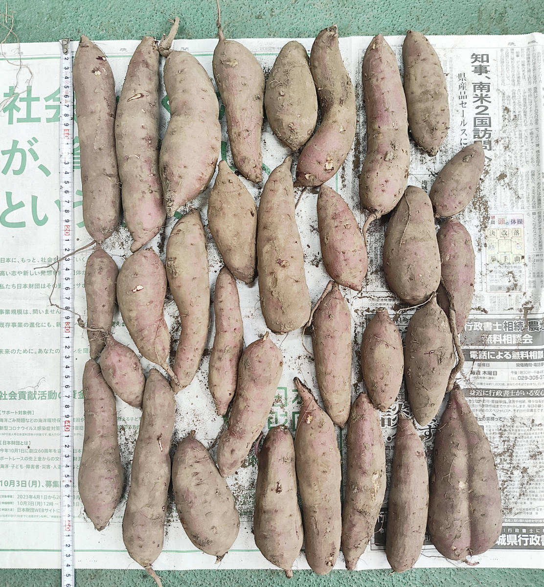 【送料無料】令和5年度収穫　さつまいも　紅はるか　小芋　20kg　茨城県　大学いも　訳アリ　煮物　業務用　弁当　惣菜　焼いも_画像4