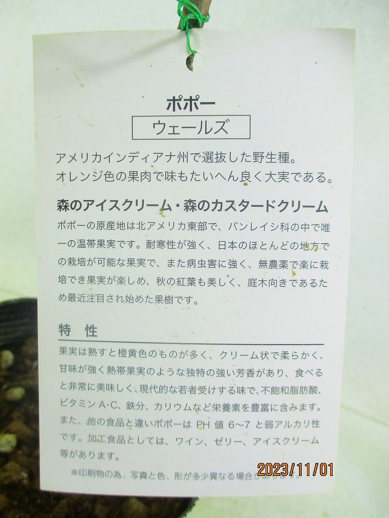 [野風苗木流通]ポポー 接木 ウェールズ(1168)全高：45㎝※同梱包は「まとめて取引」手続厳守※100サイズ＊送料明記_画像3