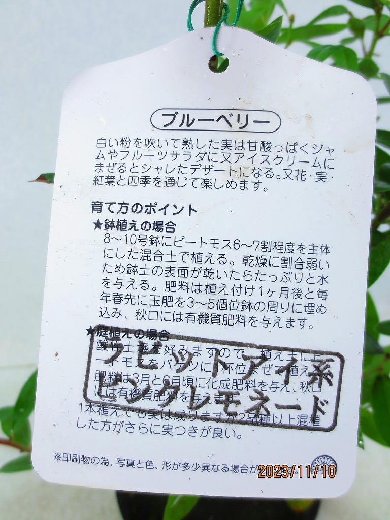 [野風苗木流通] ブルーベリー RI系 ピンクレモネード (11709)全高：56㎝※同梱包は「まとめて取引」手続厳守※100サイズ＊送料明記_画像3