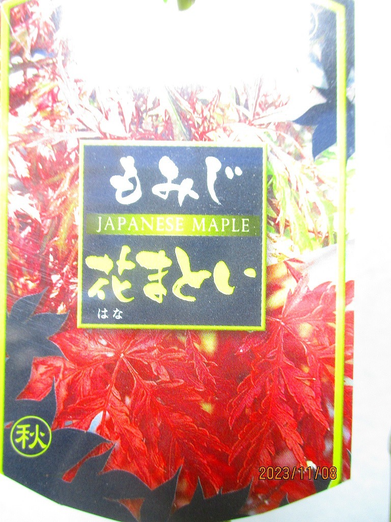 [野風苗木流通] モミジ 花まとい (11631プラ鉢)全高：95cm※同梱包は「まとめて取引」手続厳守※140サイズ＊送料明記_画像2