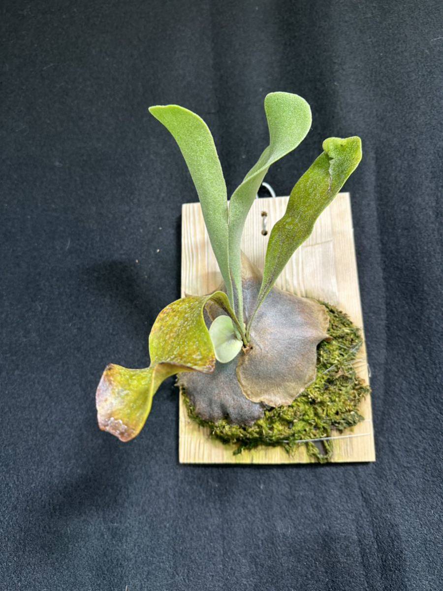 P. Diversifolium sporeling ビカクシダ　ダイバーシフォリウムスポア　【ひだまりプランツ】_画像9