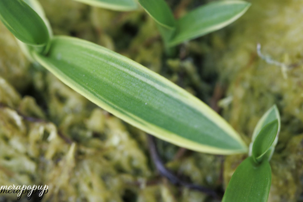 鷺草　サギソウ　さぎ草　さぎそう【金河】開花球10球_画像2