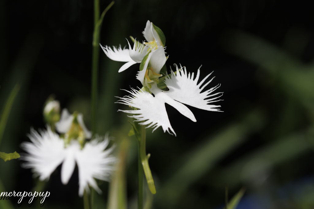 鷺草　サギソウ　さぎ草　さぎそう【金河】開花球10球_画像3