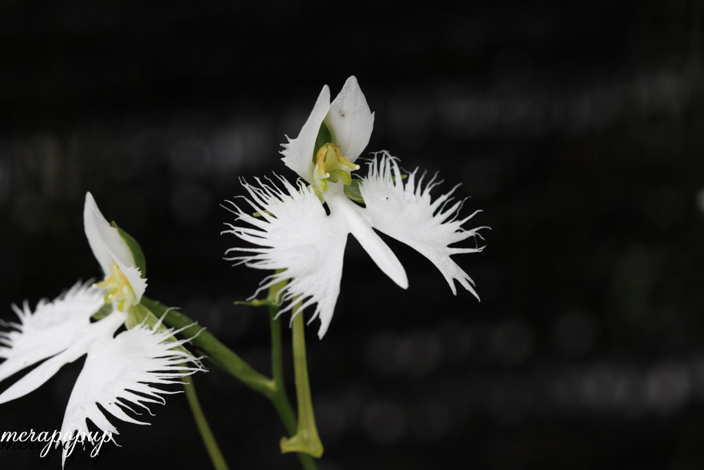 鷺草　サギソウ　さぎ草　さぎそう【金河】開花球10球_画像5