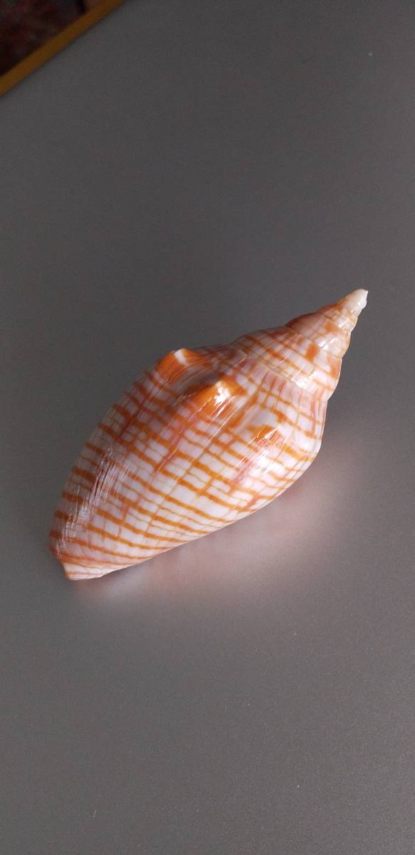 【逸品／GEM】キンスジボラ　貝殻　貝標本　採れたて　送料220円_画像4