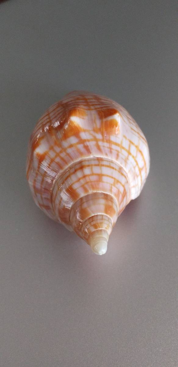 【逸品／GEM】キンスジボラ　貝殻　貝標本　採れたて　送料220円_画像8