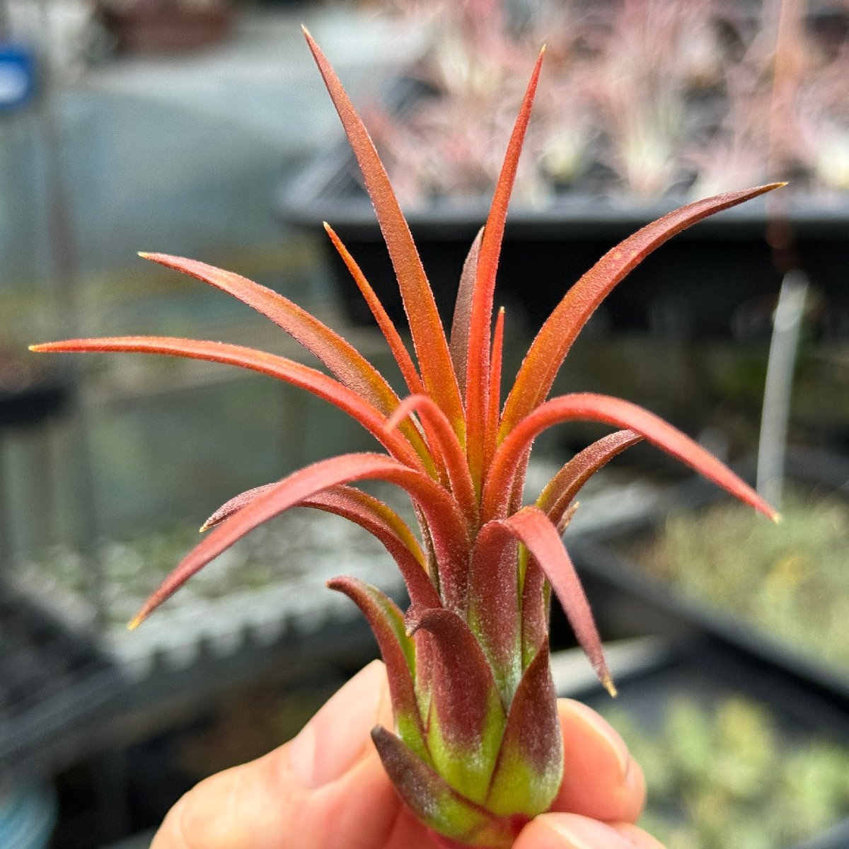 チランジア イオナンタ パープル ハート Tillandsia ionantha Purple Heart＊エアプランツ＠フラワーショップ江口_画像9