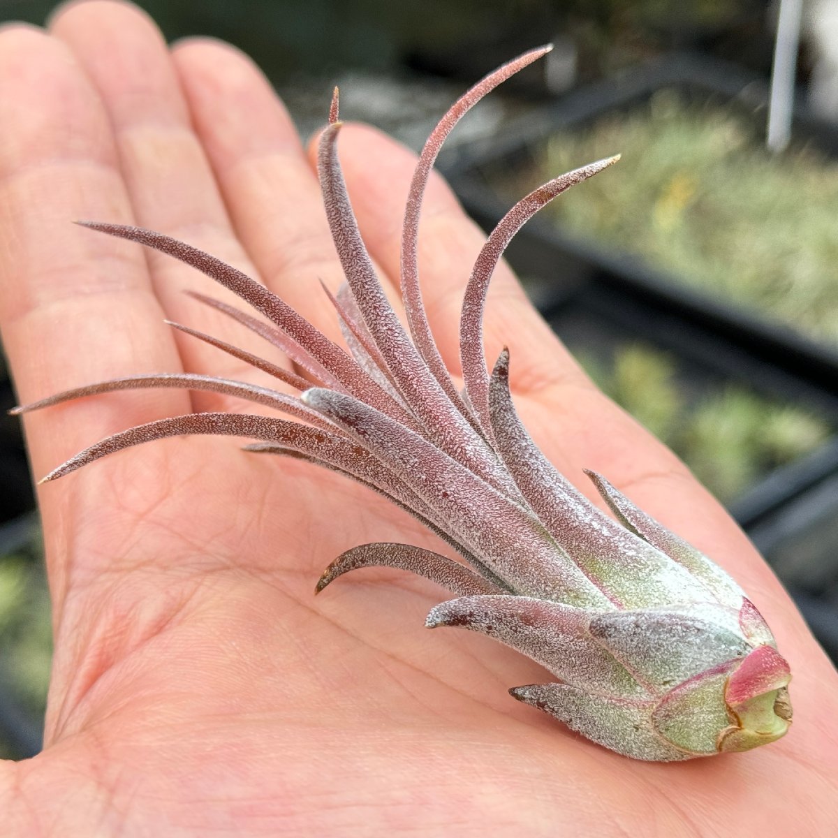 チランジア イオナンタ パープル ハート Tillandsia ionantha Purple Heart＊エアプランツ＠フラワーショップ江口_画像6