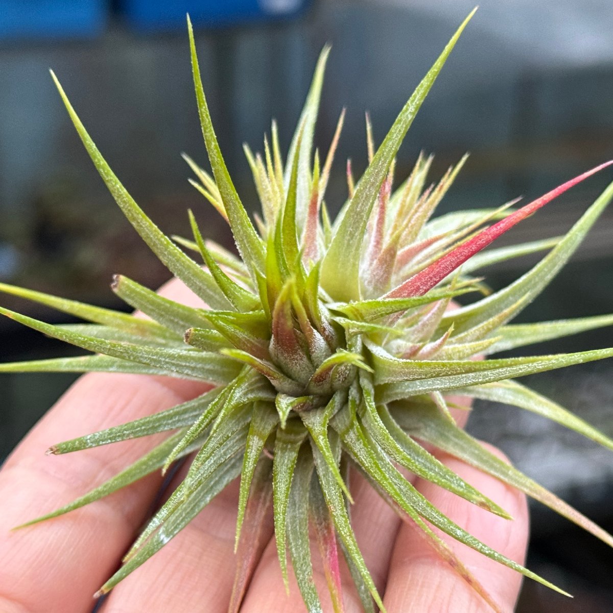 チランジア イオナンタ スター Tillandsia ionantha ‘Star’＊エアプランツ＠フラワーショップ江口_画像6