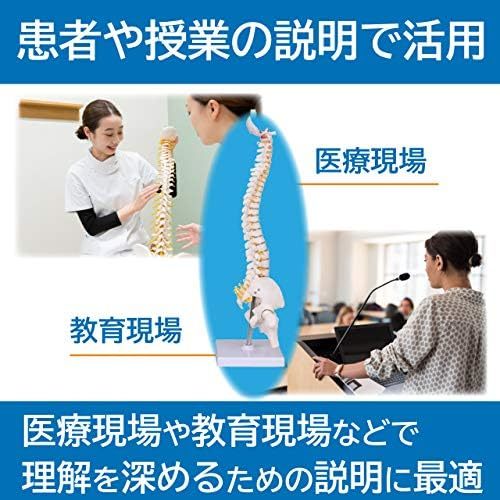  人体骨格模型 脊椎 骨盤 医学 模型 台座 頸椎 機関 見本 骨_画像4