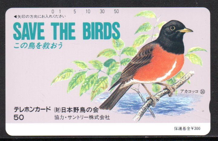 テレカ アカコッコ 日本野鳥の会 この鳥を救おう テレホンカード_画像1