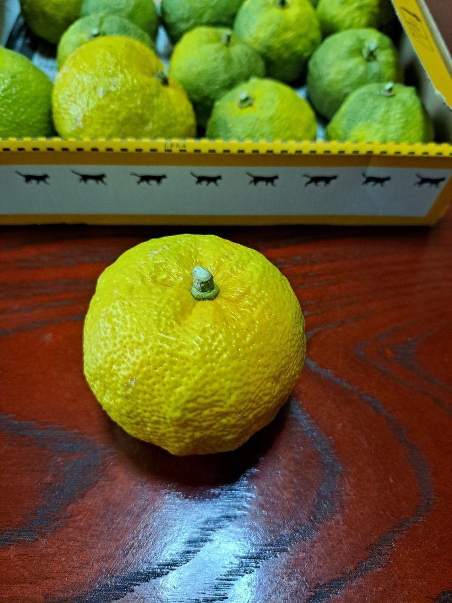 ゆず 無農薬　小さめの本柚子　1kg位　送料無料　　新鮮　(2)_画像5