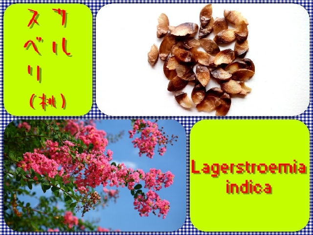 [ free shipping ] lagerstroemia indica ( peach ) seeds 40 piece 