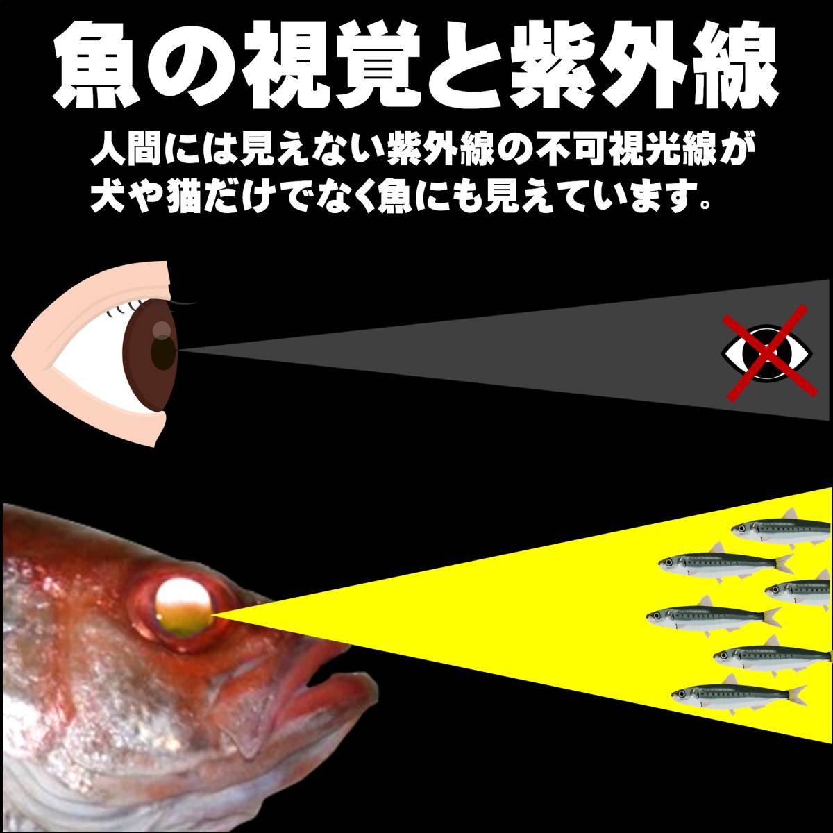 アカムツ仕掛け ケイムラパープルフラッシャー 胴付き仕掛け ホタ16号３本針 アカムツ 仕掛け 餌 アカムツ 胴付き 仕掛け 山下漁具店