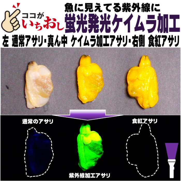 カワハギ 仕掛け アサリ 釣りエサ 刺し餌 激臭ニンニク・水飴配合 紫外線 蛍光発光 ケイムライエロー 塩締め アサリ 30個入り_画像8