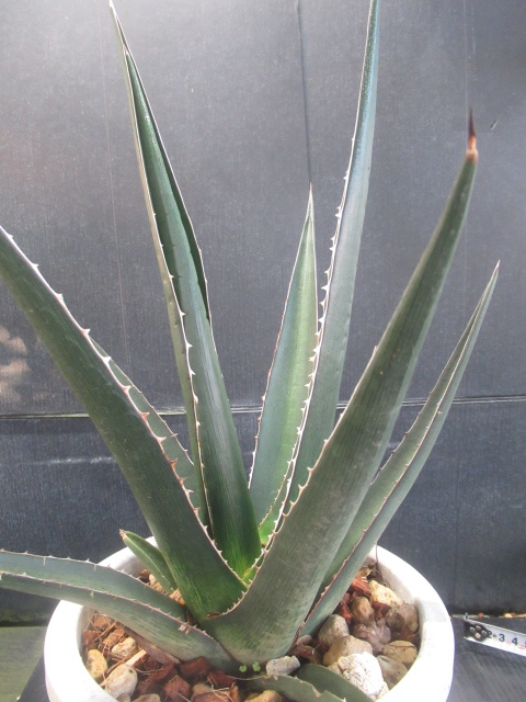 ＫＮ　１円！　アガベ　ケルチョベイ（AGAVE KERCHOVEI）　　　1.2Ｍ以下_画像3