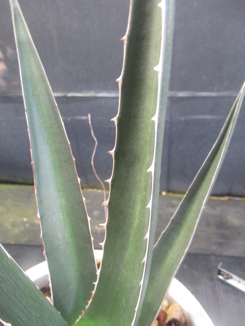 ＫＮ　１円！　アガベ　ケルチョベイ（AGAVE KERCHOVEI）　　　1.2Ｍ以下_画像5